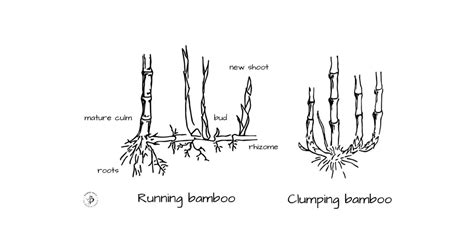  The Enchanted Bamboo: Unraveling the Mystery of a Whispering Plant!